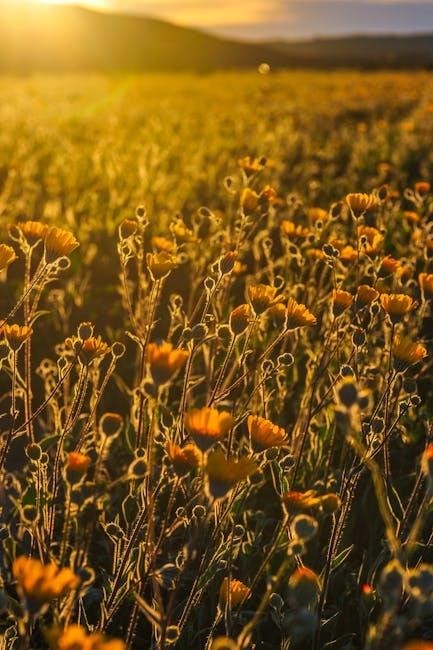half a yellow sun pdf